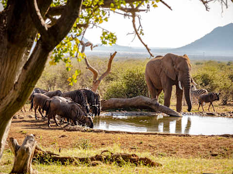 Essential South Africa: Big Five Safari photo 1