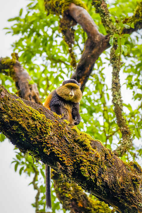 Rwanda Gorilla Trekking & Kruger Safari photo 2