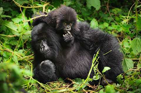 Rwanda Gorilla Trekking & Kruger Safari photo 4