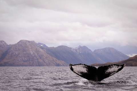 Chile’s Patagonia & Beyond: Fjord Explorer Cruise photo 3