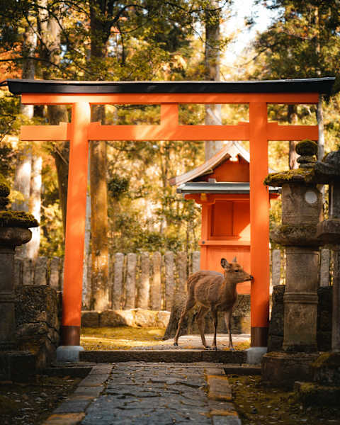 Essential Japan Discovery photo 2