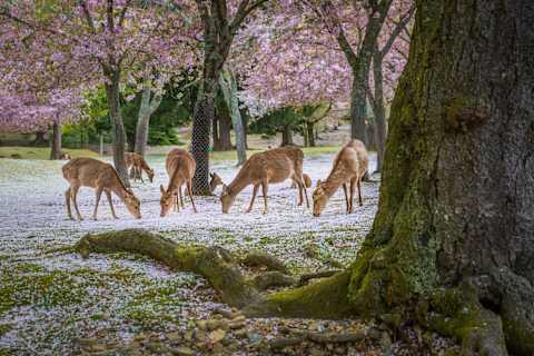 Japan in Bloom: Sakura Season Highlights photo 3