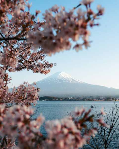Japan in Bloom: Sakura Season Highlights photo 2