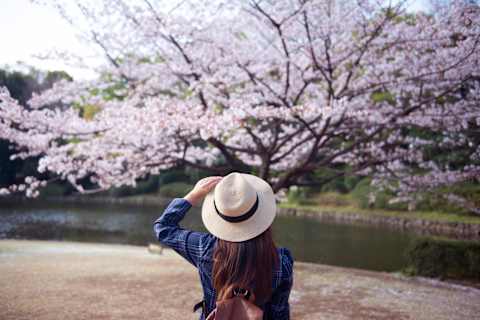 Japan in Bloom: Sakura Season Highlights photo 4