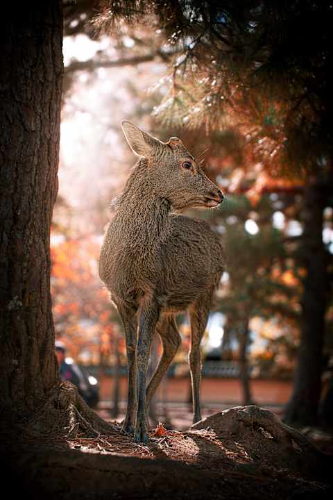 Japan's Fall Colors & Cultural Highlights photo 2