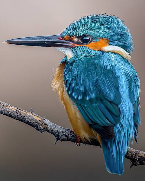 India Ultimate Wildlife photo 2