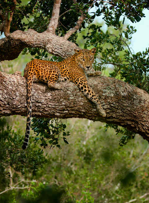 Active Sri Lanka & All-Inclusive Maldives photo 2
