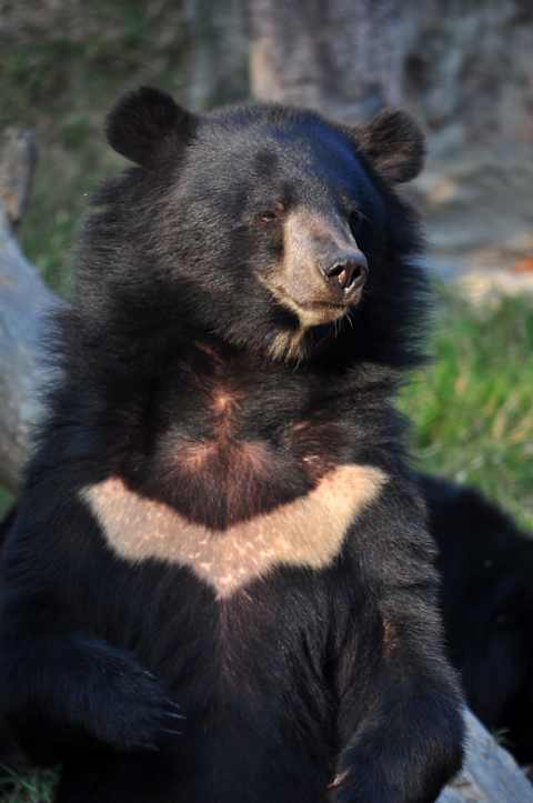 Cambodian Wildlife & Khmer Kingdom photo 2