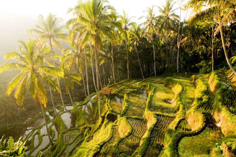 Hidden Secrets of Bali photo 4