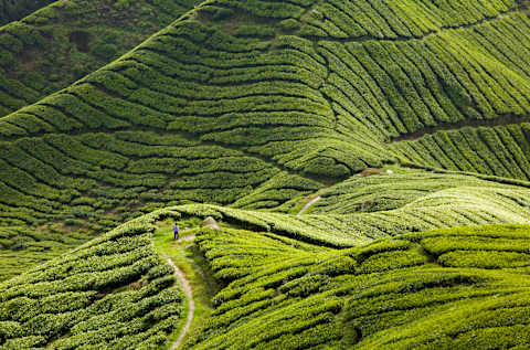 Tastes & Traditions of Malaysia photo 4