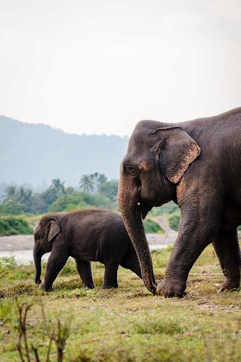 Family Adventure Through Thailand photo 2