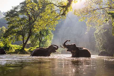 Thailand Signature: Northern Elephants & Islands photo 1