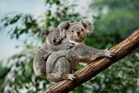 Australia: East Coast Exclusive photo 2