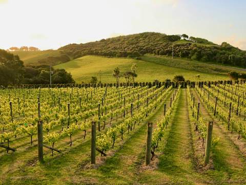 Treasures of the Pacific: New Zealand to Fiji by Cruise photo 4