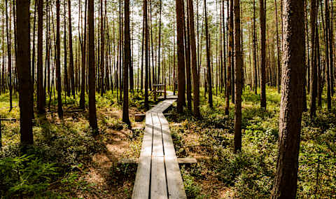 Baltics in Depth  photo 1