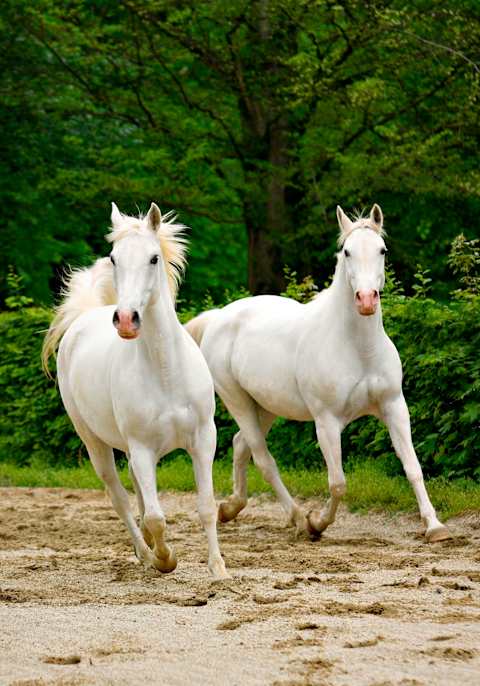 Wonders of Slovenian Countryside photo 2