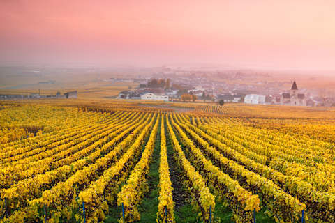 Sip & Savor: Champagne to Alsace photo 4