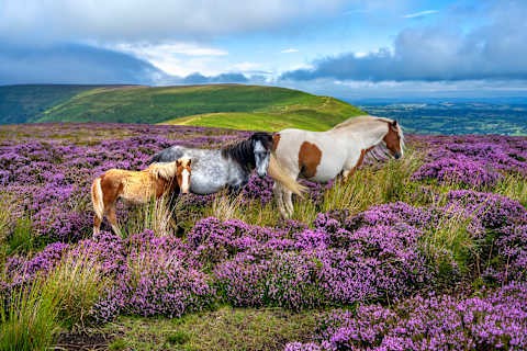 The Wilds of Wales Unveiled photo 1