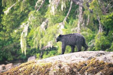 Active Vancouver Island photo 2
