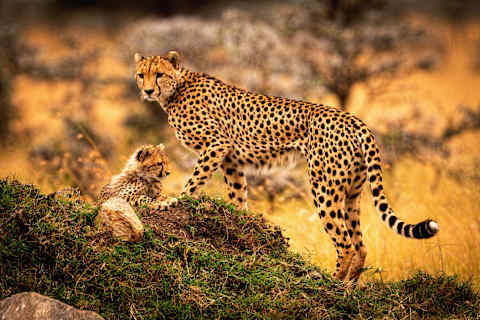Ultimate Kenya Safari: Rare Species & Starry Nights photo 1
