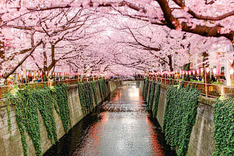 Japan in Bloom: Sakura Season Highlights photo 1