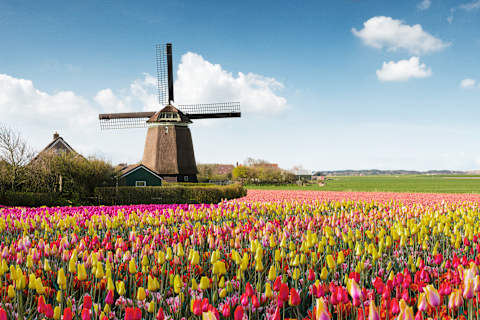 Dutch Tulips and Waterways of Holland photo 1