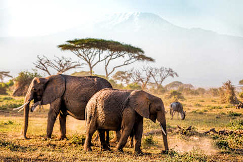 Kenya and Tanzania Game Tracker  photo 1