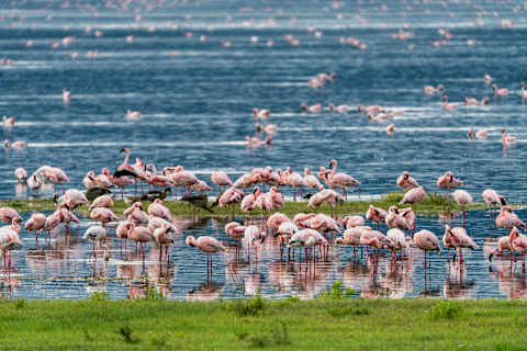 Uncharted Tanzania: North to South Safari photo 3