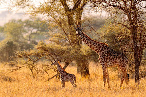 Luxury Kenya Safari with Giraffe Manor photo 1