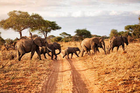 Tanzania Bucket List Safari: Crater & Big Five photo 1