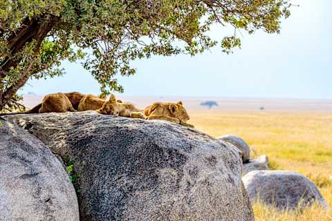 Uncharted Tanzania: North to South Safari photo 2