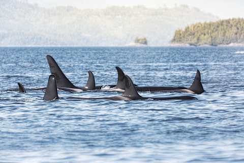 Active Vancouver Island photo 1