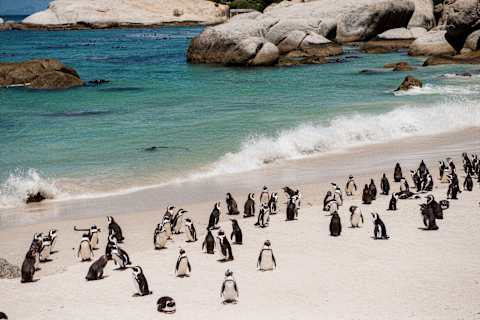 Big 5 of Land & Sea photo 1