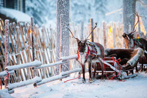 Finland Winter Family Fun photo 1