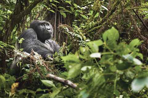 Rwanda Gorillas & Serengeti Safari photo 1