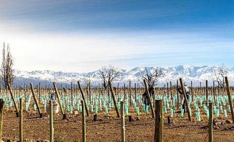 Ski & Savor Argentina: Andes Slopes & Mendoza Wines photo 3