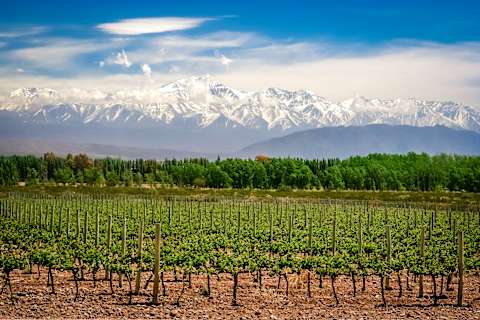 Buenos Aires & Mendoza: Gastronomy & Wine photo 3