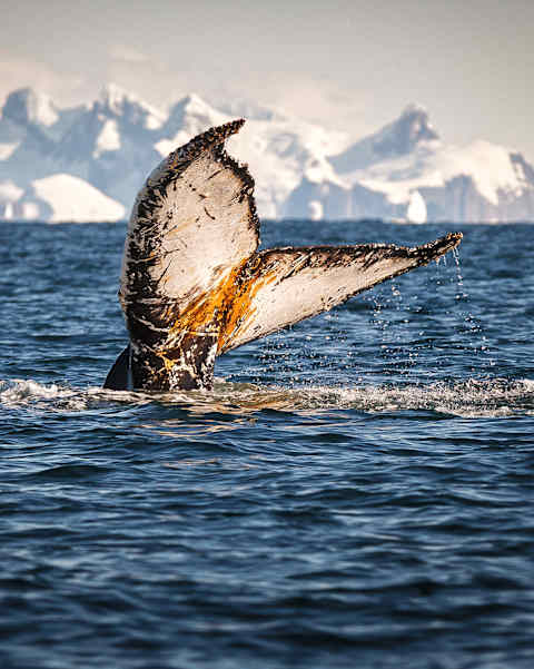 Journey to the White Continent photo 3
