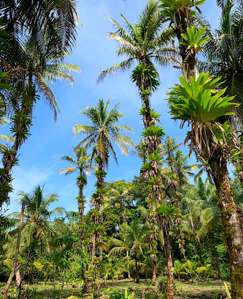 Panama: Pirates & Caribbean Coast photo 1