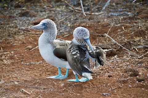 Galapagos Island Escape: Santa Cruz & San Cristobal photo 2