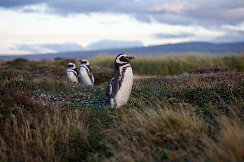 Navigating Torres del Paine & Cape Horn photo 3