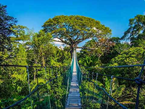 Borneo: Wildlife and Coast photo 3