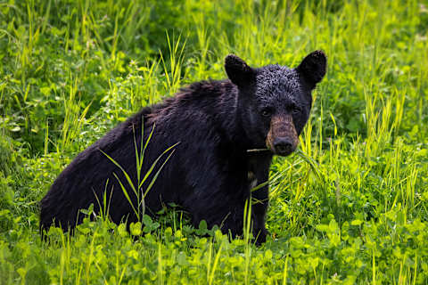 Vancouver Island Signature photo 3