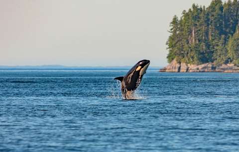 Rainforest to Sea: Klahoose Nation & British Columbia Grizzlies photo 4