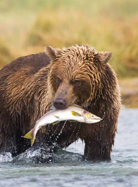 Inside Passage Cruise & Alaska's Wilderness photo 2