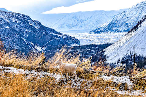 Alaska's Winter Wonders & Northern Lights photo 3