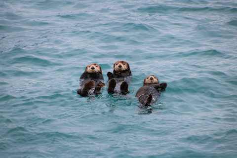 Luxury Inside Passage: Alaska & Canada by Land and Sea photo 3
