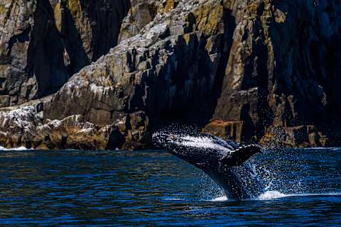 Luxury Inside Passage: Alaska & Canada by Land and Sea photo 2