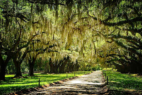 Charleston & Savannah: Low Country Culture & Cuisine photo 4