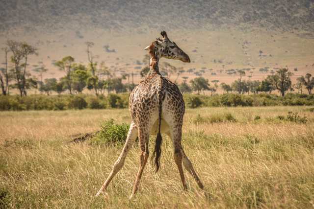 Kenya and Tanzania Game Tracker  photo 3